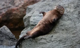 Kỳ lạ loài rái cá biển sống trên vách đá và chung tình