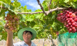 Độc đáo những vườn 'nho ba màu' ở Ninh Thuận