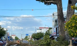 Cây Dầu Đôi trăm tuổi bên miếu thờ Đại tướng Trịnh Phong bị gãy đổ