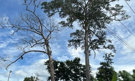 Cây di sản hàng trăm tuổi ở Khánh Hòa bất ngờ bị chết