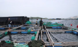 Dân nuôi tôm hùm điêu đứng vì 20 tỷ đồng 'không cánh mà bay'