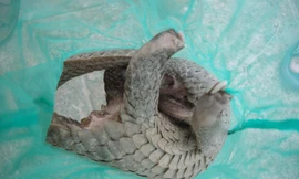 Bắt quả tang đối tượng chở nhiều động vật quý hiếm đi bán