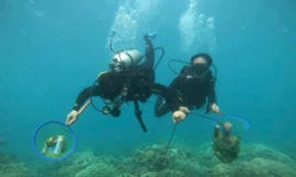 Bảo vệ hệ rạn san hô biển Nha Trang cần thực hiện liên tục, dài hạn