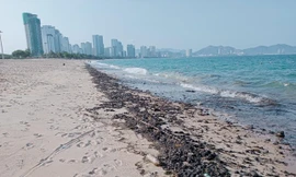 Chủ tịch Khánh Hòa chỉ đạo xử lý việc vón dầu, xả thải ở biển Nha Trang