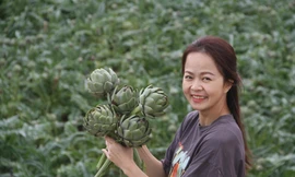 Loài hoa Atiso có giá trị dinh dưỡng cao và được trồng nhiều ở Đà Lạt. Ảnh CÔNG HOAN.