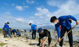 Đông đảo đoàn viên, thanh niên tham gia trồng cây đước tại huyện Cam Lâm