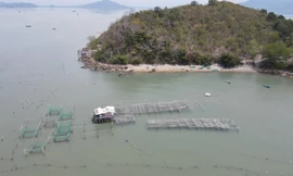 Đầm Nha Phu bị hàng trăm bãi cọc nuôi vẹm bao vây tứ bề