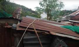 Đàn khỉ khoảng 200 con tràn xuống phá nhà dân