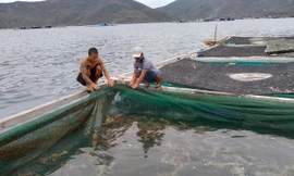 Giải pháp nào 'đánh thức' tiềm năng nuôi biển?