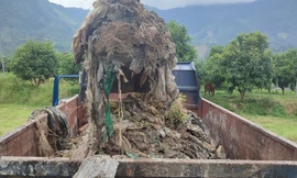 Công ty chôn lấp chất thải ở Khánh Hòa đã đưa chất thải về xử lý