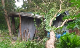 Cưa hạ cây đè lên chốt bảo vệ rừng ở Khánh Hòa nghi để 'trả thù'