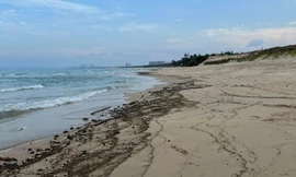 Bãi biển khu du lịch, nghỉ dưỡng Bãi Dài xuất hiện dầu vón cục. Ảnh L.H