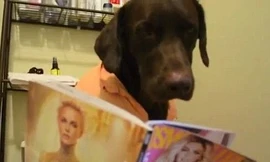 Clip'nửa người nửa chó' khiến dân mạng phát sốt