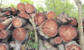 Cận cảnh 'nghĩa địa' cây xanh vừa bị triệt hạ ở Thủ đô