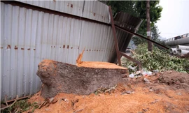 Xà cừ cổ thụ tiếp tục bị chặt hạ. ẢNh: M.Đ