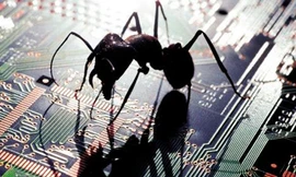 Kiến 'điên' khiến nước Mỹ hốt hoảng