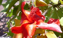 10 loài hoa hiếm nhất trên thế giới