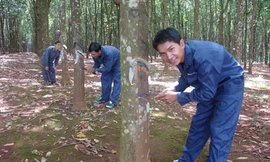 Khổ vì mủ cao su rớt giá