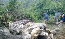 Nghệ An: Phát hiện xác voi bị bắn chết