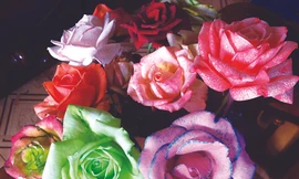 Phù thủy đổi sắc hoa hồng