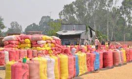 Bức bách giảm tổn thất