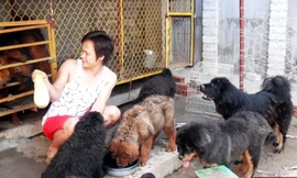 Ngỡ ngàng trại chó Ngao triệu đô của đại gia 8X đất Quảng