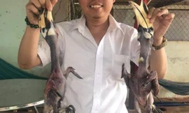 Hai con chim quý bị giết trên tay vị giám đốc 