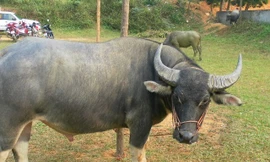 Tóm kẻ chuyên trộm trâu, bò ở Bình Phước