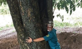 Xử lý nhiều lãnh đạo liên quan vụ cây giáng hương 'khủng' biến mất