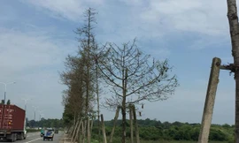 Hàng trăm cây xanh bị sâu ăn trụi.