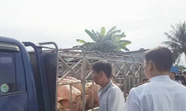 Phát hiện heo chứa chất cấm chuẩn bị tung ra thị trường
