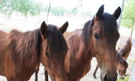 Hy hữu: Đàn ngựa hoang không chủ vô tư 'dạo phố' ở Bình Dương