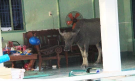 'Trâu điên' húc nhiều người nhập viện ở Bình Dương