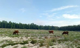 Bình Dương chấn chỉnh tình trạng bát nháo phân lô, bán nền 