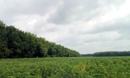 Cận cảnh khu đất khiến cựu Giám đốc sở Tài nguyên Bình Dương bị truy tố