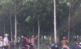 Phát hiện nam thanh niên tử vong trong tư thế treo cổ trong lô cao su