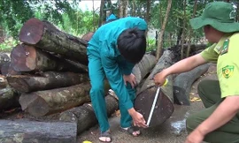 Bình Phước tuyển Phó chi cục trưởng Kiểm lâm sau bê bối rừng 'chảy máu'