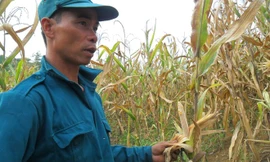 Anh Bùi Văn Trường – để mặc gần 1/2 ha ngô khô gục không buồn thu hoạch về . Ảnh: Phạm Nhài