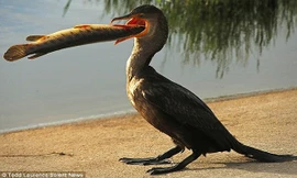 Chim cốc nuốt chửng cá hỏa tiễn dài nửa mét