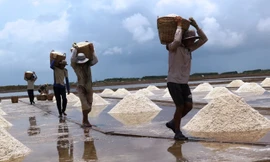 Cật lực thu hoạch muối
