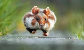 10 bức ảnh động vật hoang dã hài hước nhất năm 2015