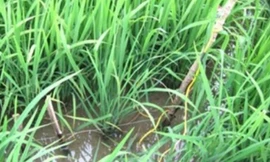 Dùng điện bẫy chuột bị giật chết giữa đồng