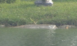 Cụ Rùa nổi trưa 21/12/2015. Ảnh: PGS.TS Hà Đình Đức cung cấp. 