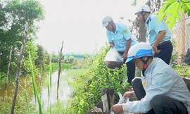 Cà Mau xử lý việc khai thác cá non 