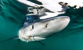 Kinh hãi với video cá mập lảng vảng bên cạnh người tắm biển 