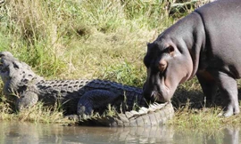  Hà mà tấn công cá sấu