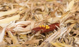 Phế phẩm ngô là một trong những loại chất thải sinh học dồi dào nhất ở Mỹ. Ảnh: Makin' Hay.