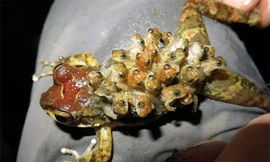 Cóc Surinam có cách sinh con lạ lùng từ lưng 