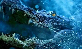 1001 thắc mắc: Vì sao ‘chúa tể đầm lầy’ lại nuốt đá vào bụng?