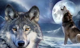 1001 thắc mắc: Chó hóa sói thế nào, cầu tự sát của chó nằm ở đâu?